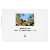 Ladybirds Cards (Back Horizontal)
