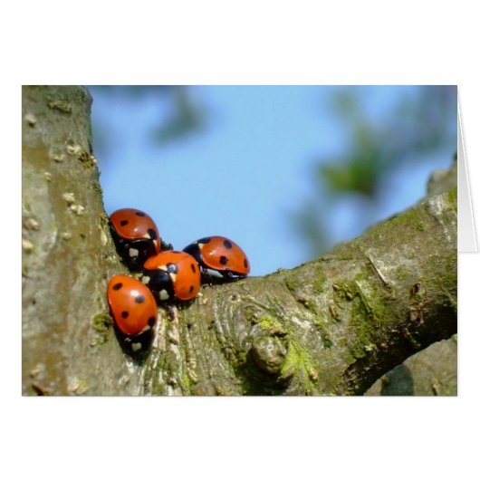 Ladybirds Cards (Front Horizontal)