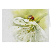 Ladybug (Front Horizontal)