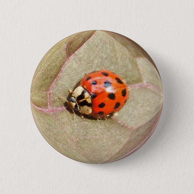 Ladybug 226 ~ button (Front)