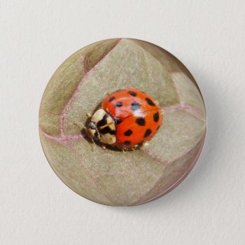 Ladybug 226 ~ Button by Andy2302 at Zazzle