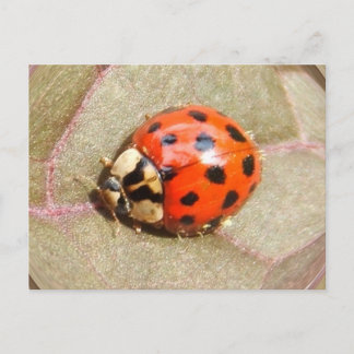 Ladybug 226 ~ postcard