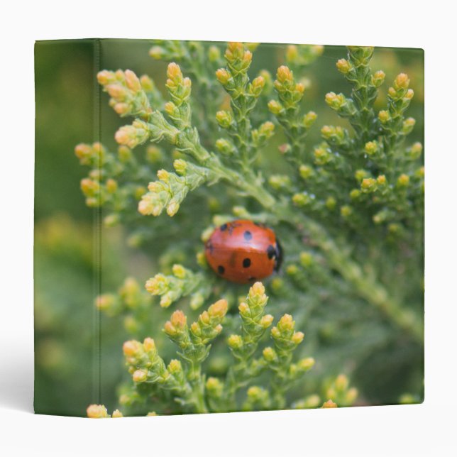 Ladybug 3 Ring Binder (Front/Spine)
