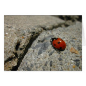 ladybug an the kurb (sidewalk) (Front Horizontal)