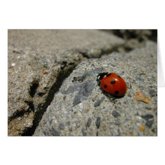 ladybug an the kurb (sidewalk)