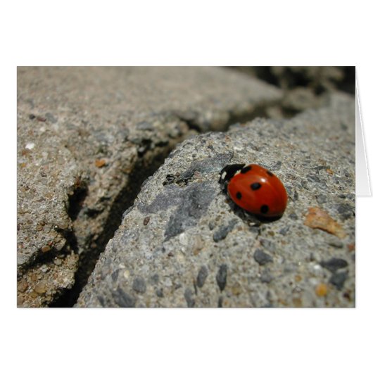 ladybug an the kurb (sidewalk) cards (Front Horizontal)