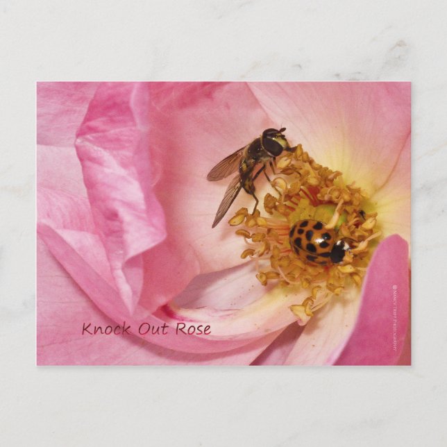 Ladybug and Fly on a Knock Out Rose Postcard (Front)