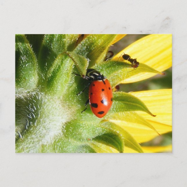 Ladybug & Ant Postcard (Front)