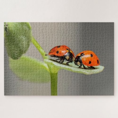 Ladybug beetles on a leaf jigsaw puzzle