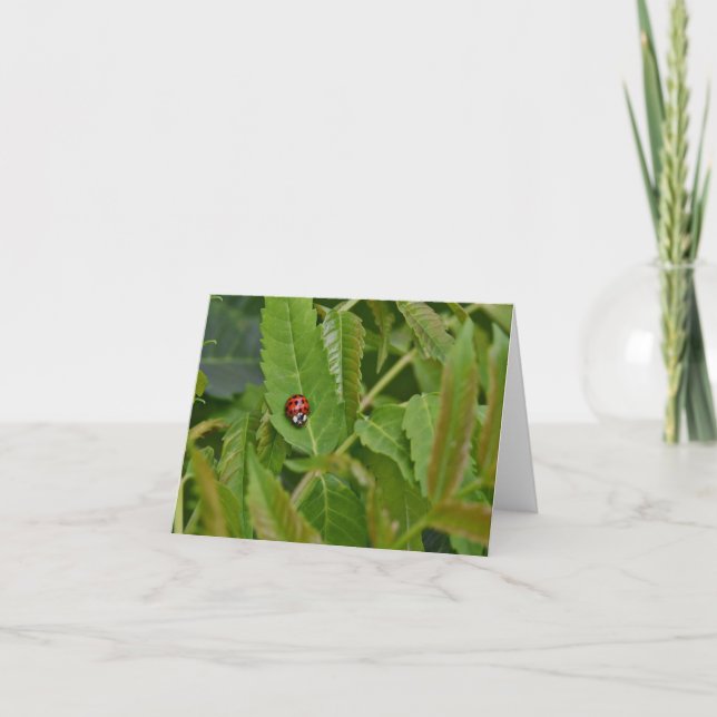 Ladybug blank notecard.  thank you card (Front)