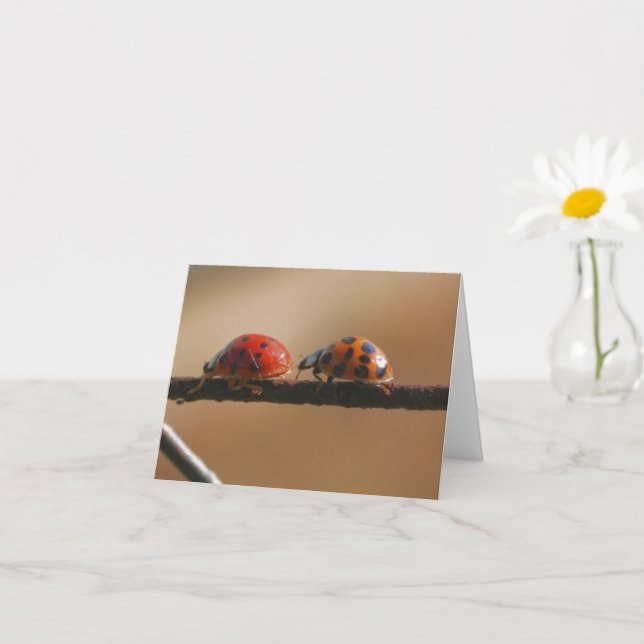 Ladybug Buddies Nature Photography Note Card (Small Plant)