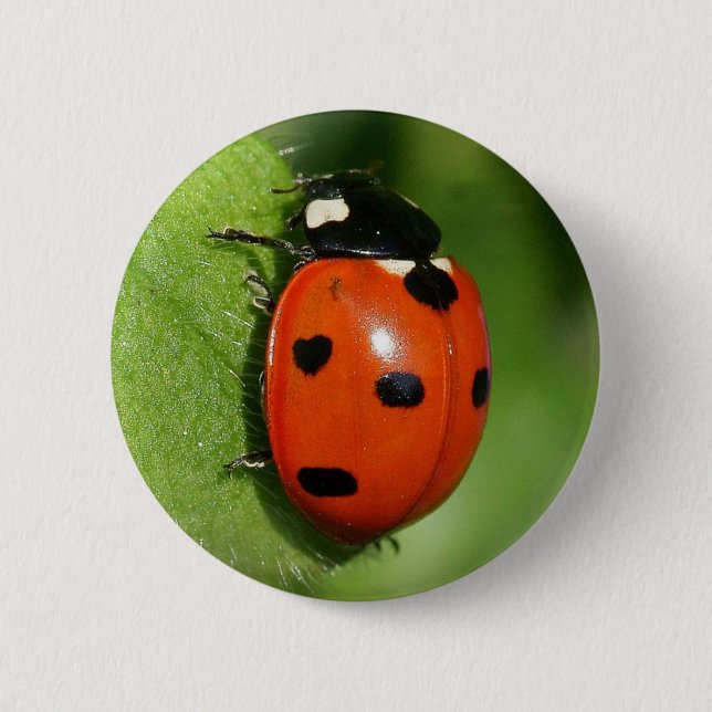 Ladybug Button (Front)