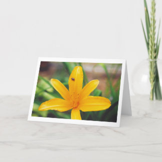 Ladybug Card