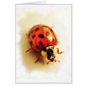 Ladybug Card (Front)
