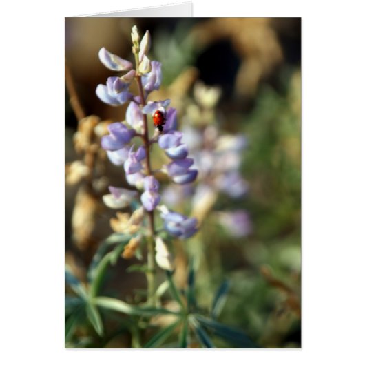 Ladybug Card (Front)