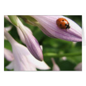 Ladybug Card (Front Horizontal)