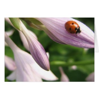 Ladybug Card by RenderlyYours at Zazzle
