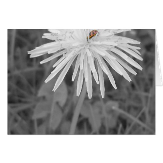 LadyBug Card