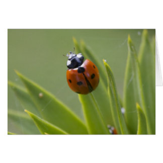 Ladybug Cards