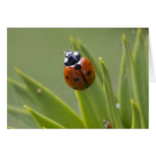 Ladybug Cards (Front Horizontal)