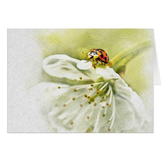 Ladybug Cards (Front Horizontal)