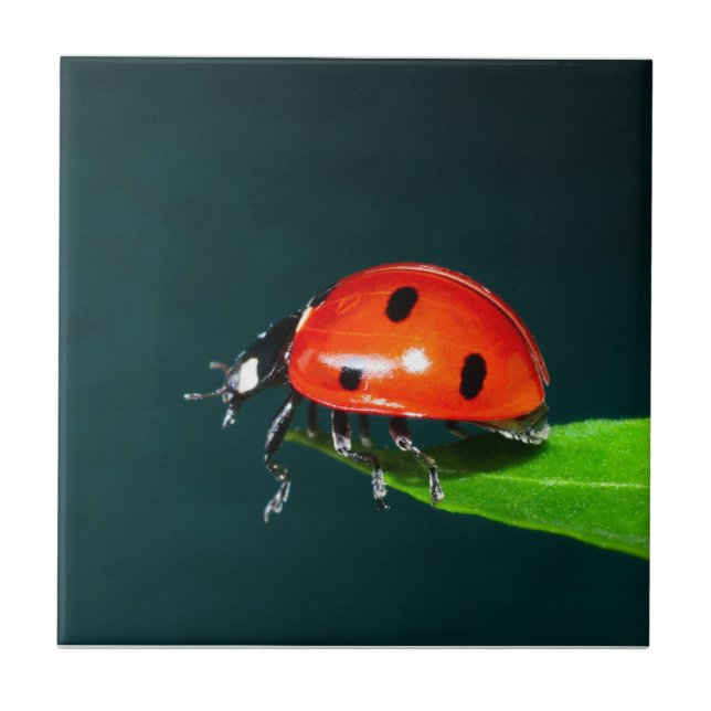 Ladybug Ceramic Tile (Front)