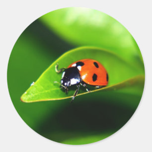 Ladybug Classic Round Sticker