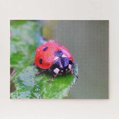 Ladybug Close_Up Jigsaw Puzzle