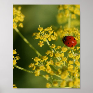ladybug close up poster