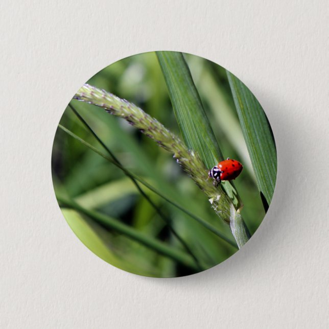 Ladybug (Coccinellidae) Button (Front)