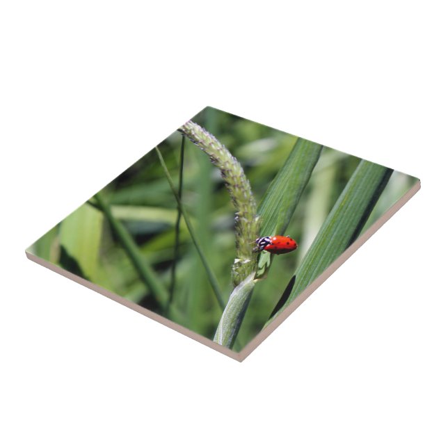 Ladybug (Coccinellidae) Ceramic Tile (Side)