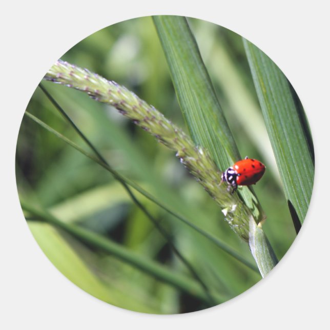 Ladybug (Coccinellidae) Classic Round Sticker (Front)
