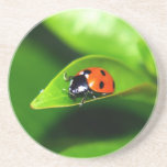 Ladybug Drink Coaster<br><div class="desc">ladubug opnieyw ladybug ladybugs lady bug bugs insect insects green red black dots dotted</div>