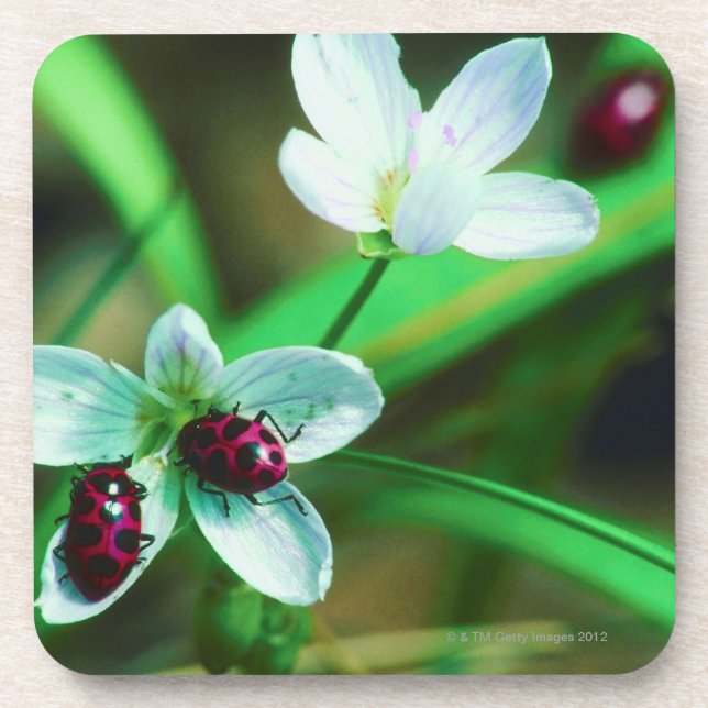 Ladybug Drink Coaster (Front)