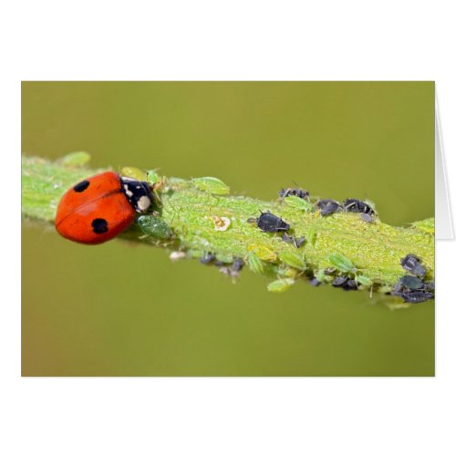 Ladybug eating aphids