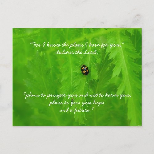 Ladybug Encouragement Postcard