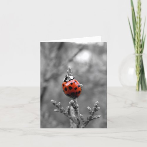 Ladybug  Everyday All Occasion Note Card