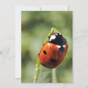 Ladybug for every occasion invitation