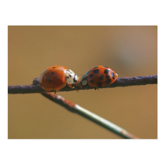 Ladybug Friends Nature Photography Postcard