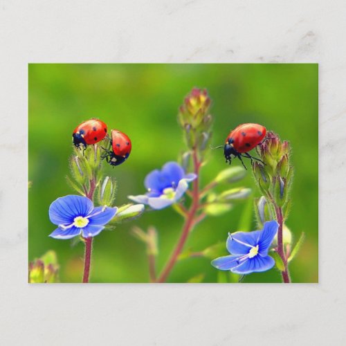 Ladybug Garden Postcard