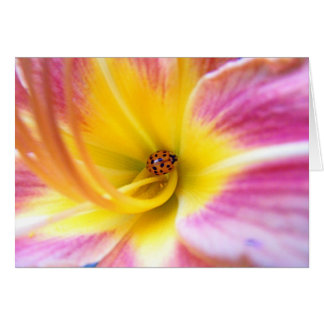 Ladybug in Lilly Cards