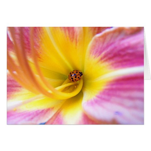 Ladybug in Lilly Cards (Front Horizontal)