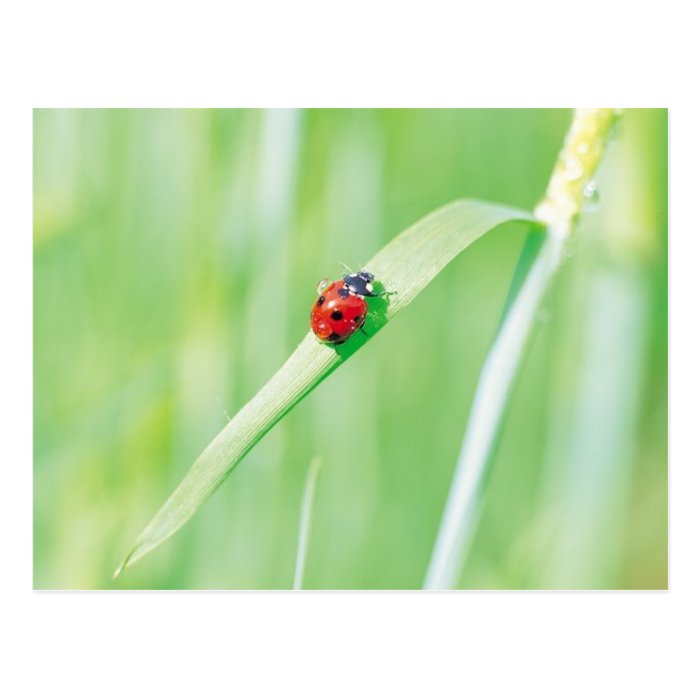 Ladybug in the Grass Postcard