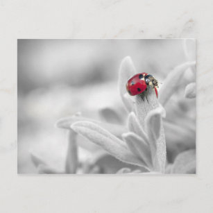 Ladybug in the white card