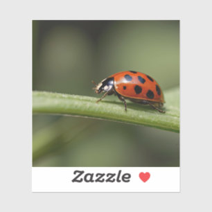 Ladybug Insect Sticker