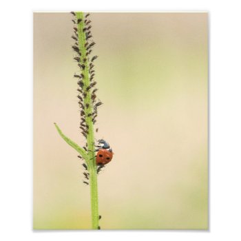 Ladybug Insect With Aphods Photo Print by nikkilynndesign at Zazzle