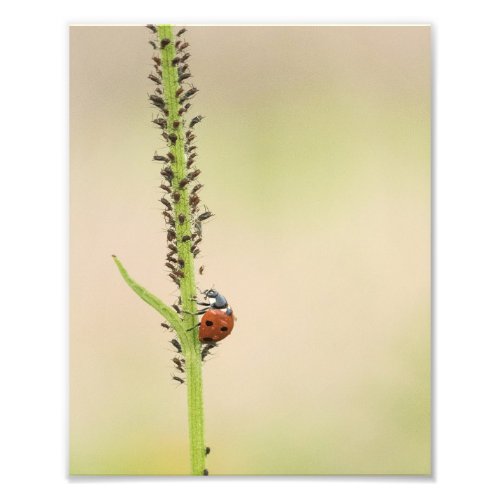 Ladybug Insect With Aphods Photo Print