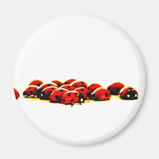 ladybug invasion magnet