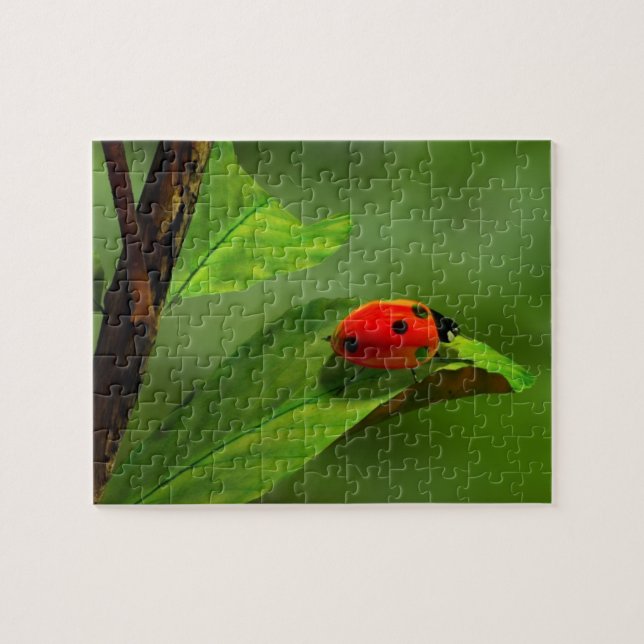 Ladybug Jigsaw Puzzle (Horizontal)