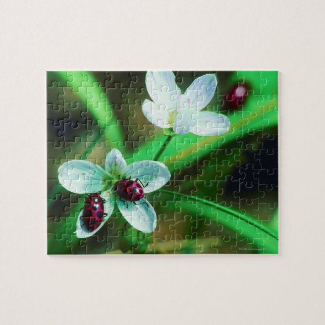 Ladybug Jigsaw Puzzle (Horizontal)